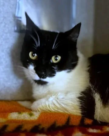 An adult small-sized male Domestic Short Hair cat named Austin for adoption in Washington, DC