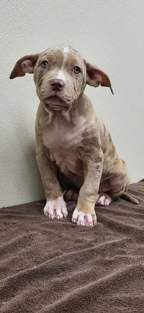 A baby medium-sized male Mixed Breed dog named Cristian for adoption in Groveland, MA