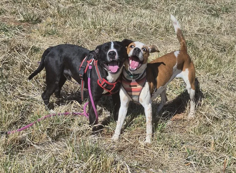 A young medium-sized female Mixed Breed dog named Alani for adoption in Rutherfordton, NC