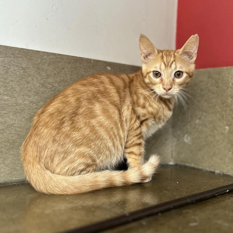 A baby small-sized male Orange / Red Domestic Short Hair cat named Grimm for adoption in Green Bay, WI