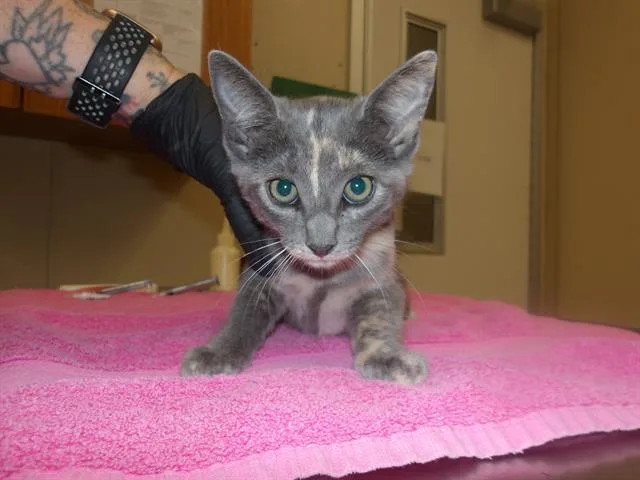 A baby small-sized female Domestic Short Hair cat named Taffy for adoption in Santa Rosa, CA