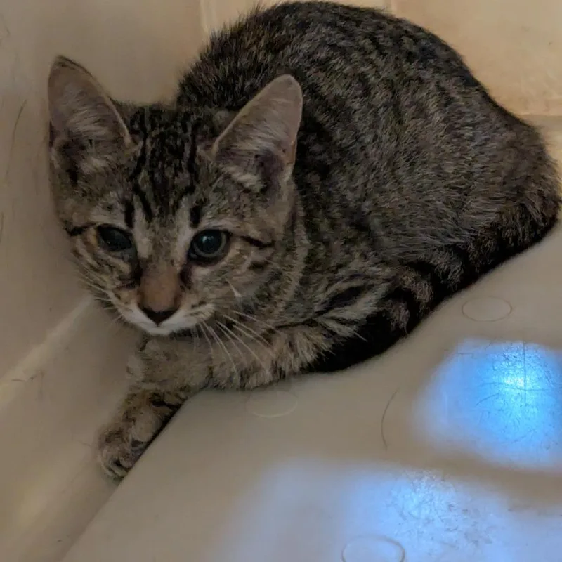 A baby small-sized female Brown / Chocolate Domestic Short Hair cat named Coco Krispies for adoption in Lynchburg, VA