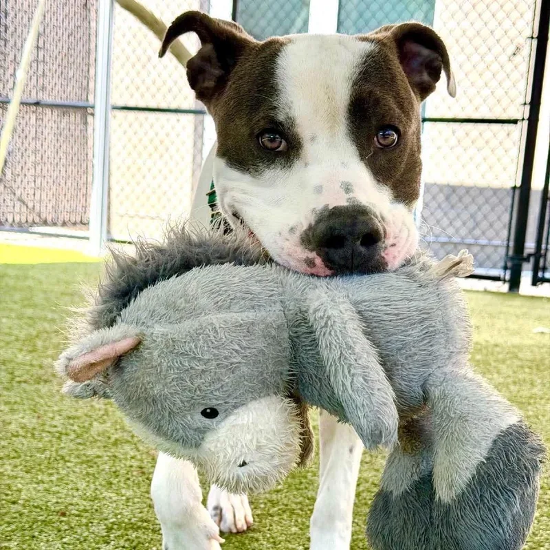 An adult medium-sized male White / Cream Mixed Breed dog named Church for adoption in Greensboro, NC