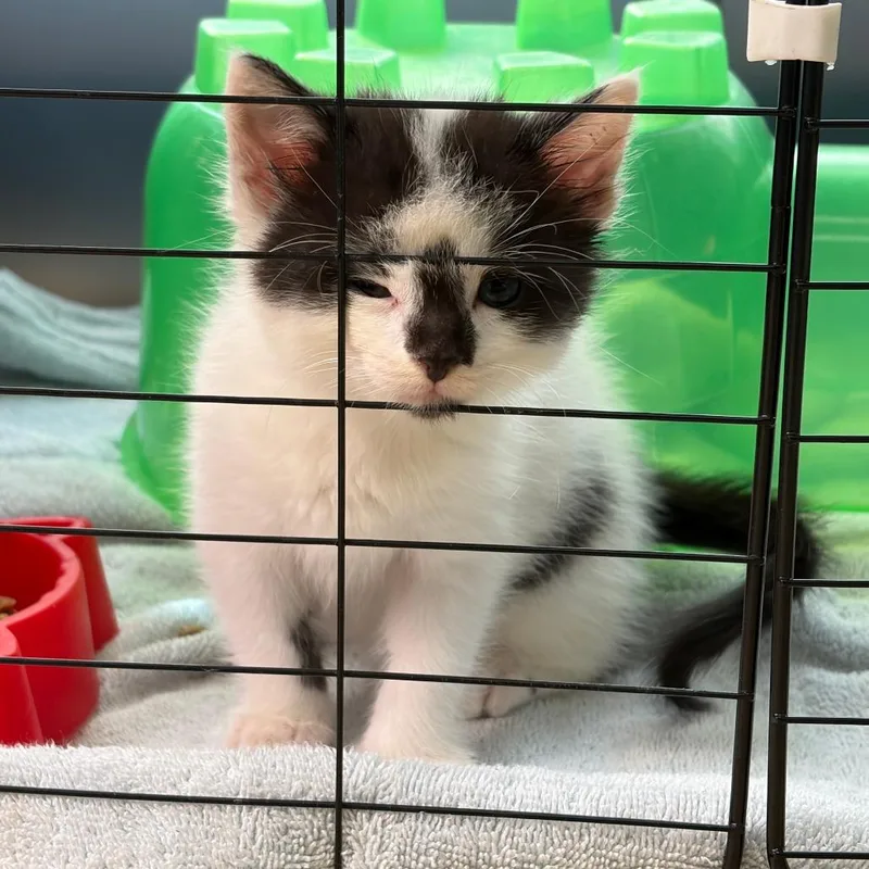 A baby small-sized male White Domestic Medium Hair cat named Found Postville IA for adoption in Rochester, MN