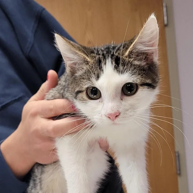 A baby small-sized female White Domestic Short Hair cat named Ferrari for adoption in Vineland, NJ