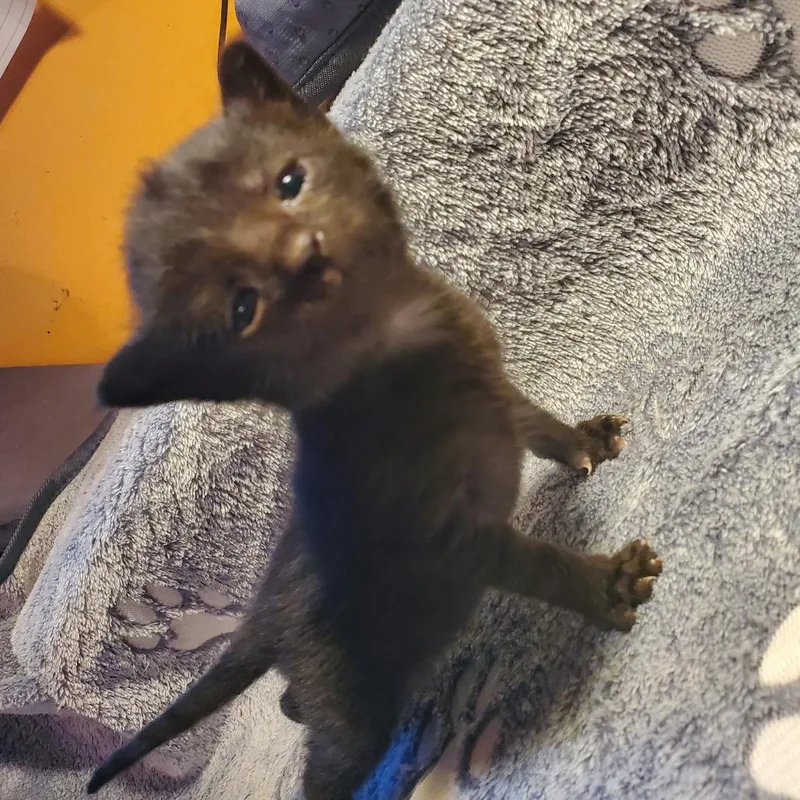 A baby small-sized female Black Domestic Short Hair cat named Seseame for adoption in Jefferson city, TN