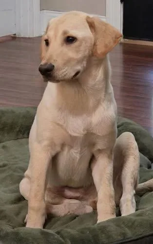 A young large-sized male Yellow Labrador Retriever dog named Roux for adoption in Killingworth, CT