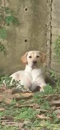 Roux thumbnail 5