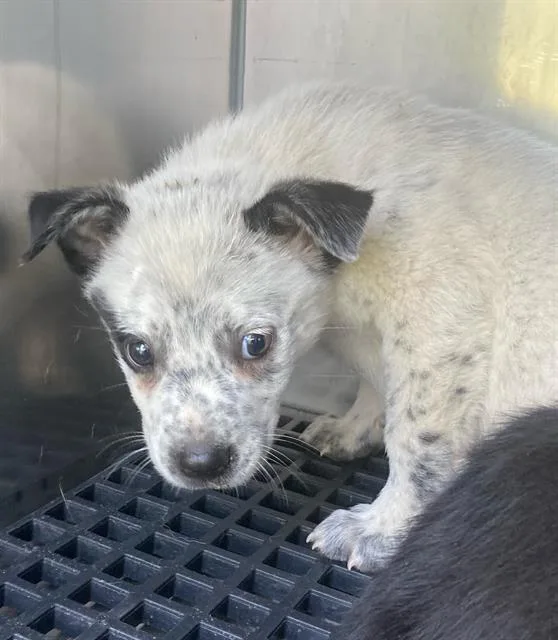 A baby large-sized male Mixed Breed dog named Khi for adoption in Dallas, TX