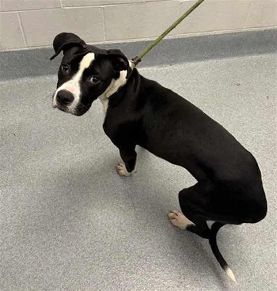 A young medium-sized male Pit Bull Terrier dog named Azar for adoption in Indianapolis, IN