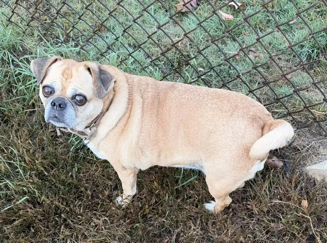 A senior medium-sized female Yellow / Tan / Blond / Fawn Puggle dog named Olive for adoption in East Brunswick, NJ