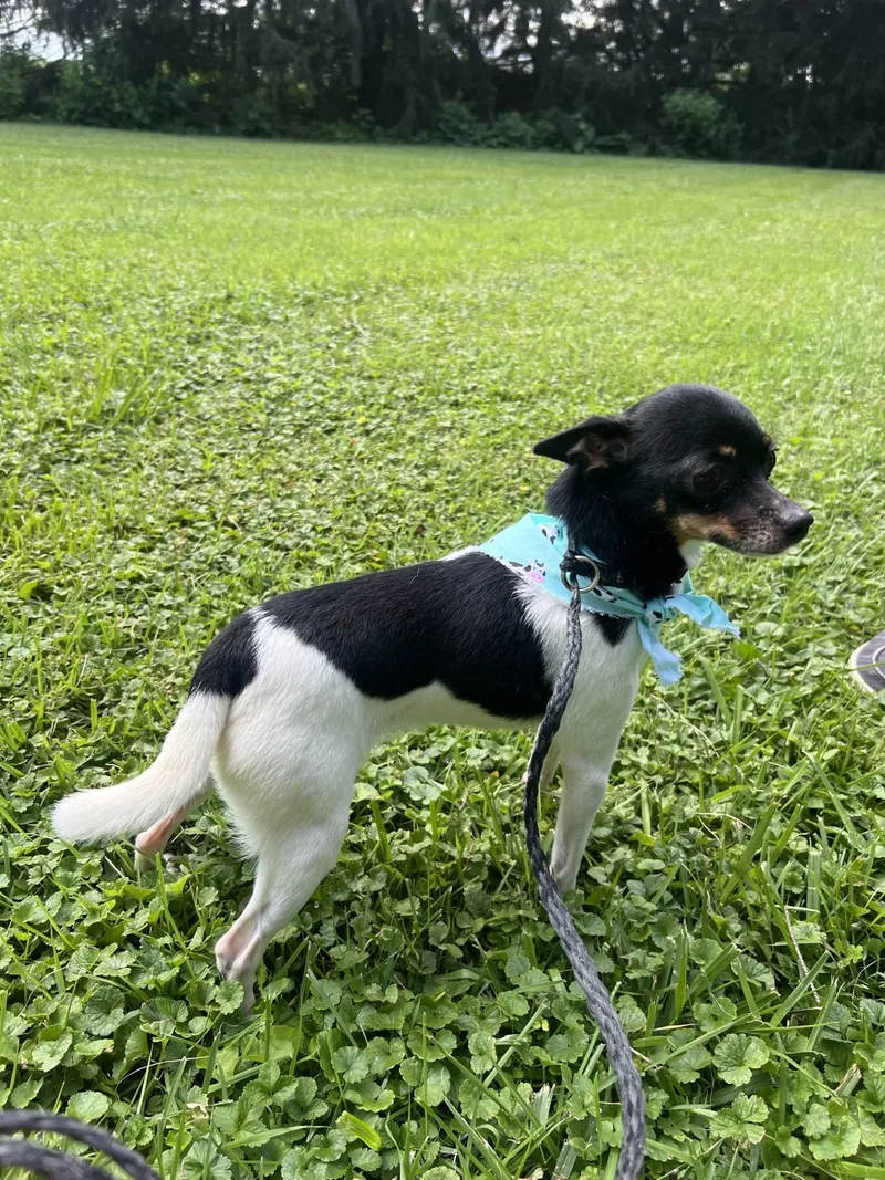 An adult small-sized female Tricolor (Brown, Black, & White) Chihuahua dog named Cow for adoption in Upper Sandusky, OH