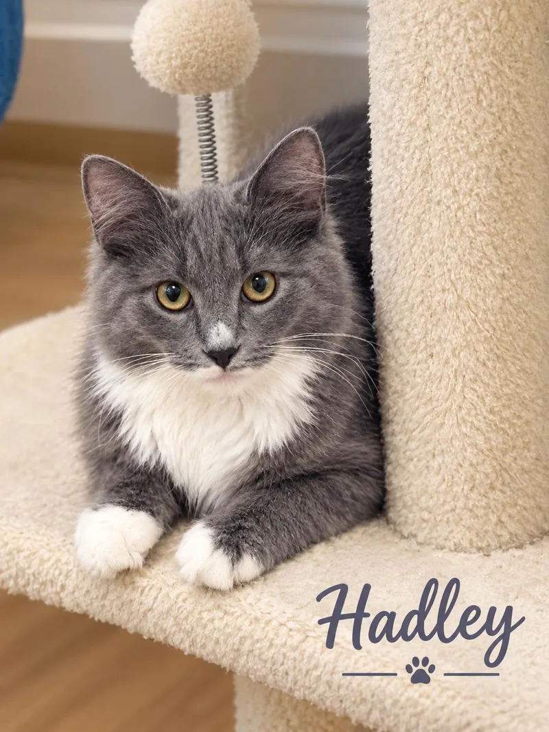 A baby medium-sized female Domestic Medium Hair cat named HadleyA Beauty Waiting to for adoption in Laurel, MD