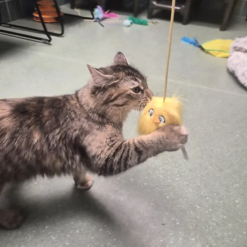 A young medium-sized female Tabby (Brown / Chocolate) Domestic Medium Hair cat named Darla for adoption in Cornelius, NC
