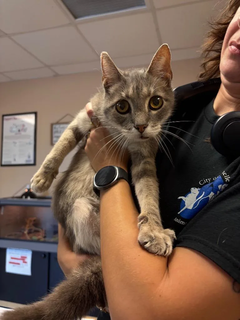 A senior small-sized male Domestic Short Hair cat named Grandpa Lou for adoption in Maumelle, AR