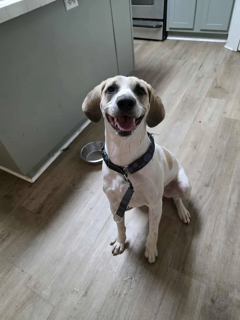 A young medium-sized male White / Cream Hound dog named Puppers for adoption in Houston, TX