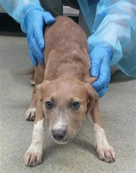 A baby small-sized female Staffordshire Bull Terrier dog named Vivi for adoption in Oklahoma City, OK