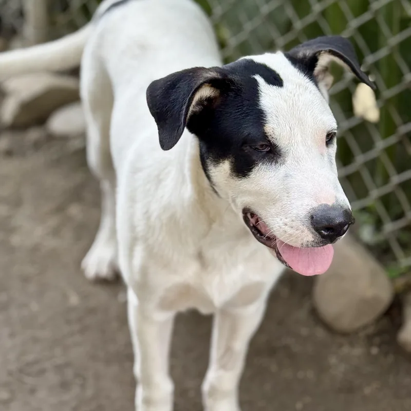 A baby large-sized male Australian Cattle Dog / Blue Heeler dog named Max for adoption in Amarillo, TX