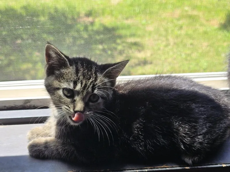 A baby medium-sized female Domestic Short Hair cat named Elliott for adoption in Clinton Township, MI