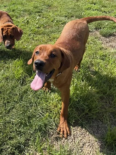A young large-sized male Redbone Coonhound dog named Buddy for adoption in Aliquippa, PA