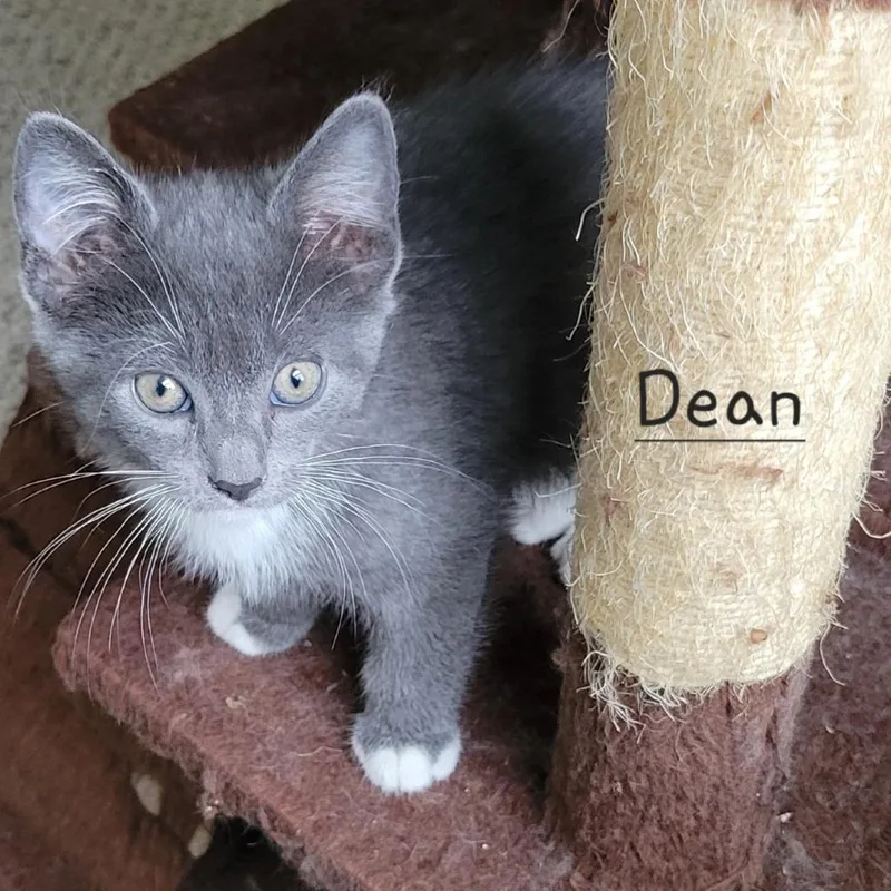 A baby small-sized male Gray / Blue / Silver Domestic Short Hair cat named Dean for adoption in Columbia Station, OH