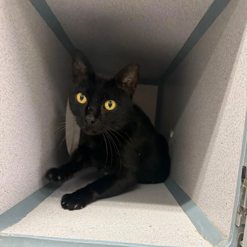 A young medium-sized male Black Domestic Short Hair cat named Jean for adoption in Collinsville , OK