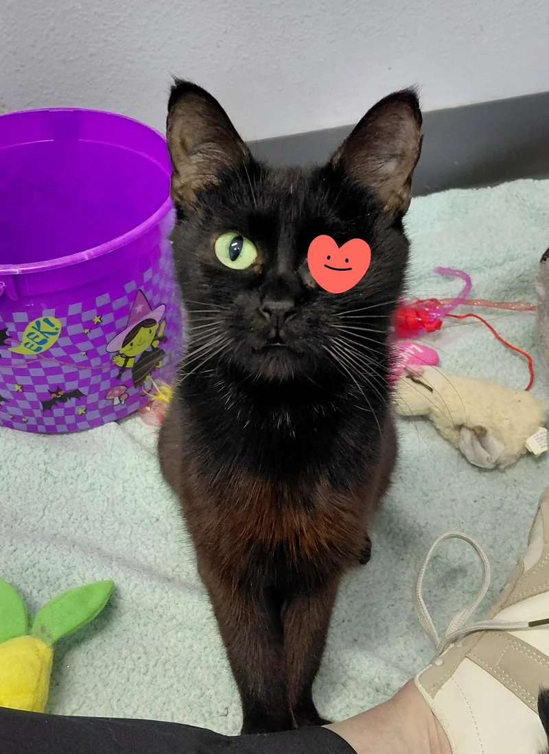 An adult medium-sized female Black Domestic Short Hair cat named Paris for adoption in Montello, WI