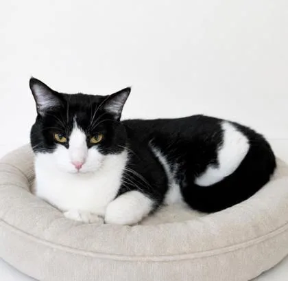 An adult medium-sized male Domestic Short Hair cat named Billy for adoption in Buffalo, MN