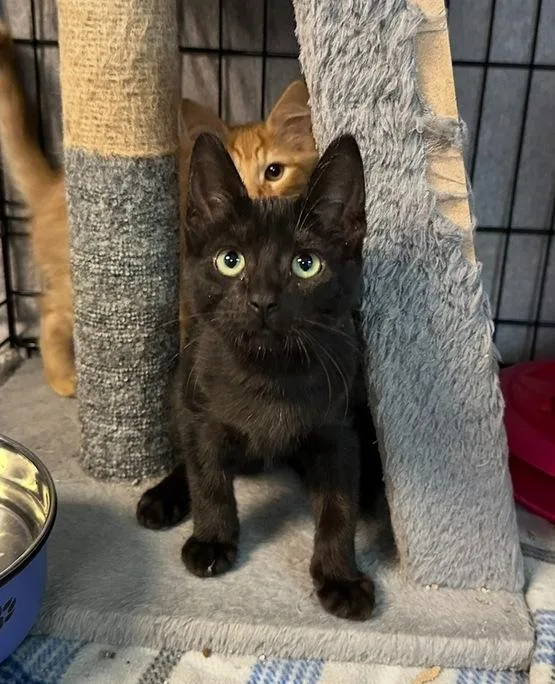 A baby small-sized male Black Domestic Short Hair cat named Crush for adoption in Woodbridge, VA