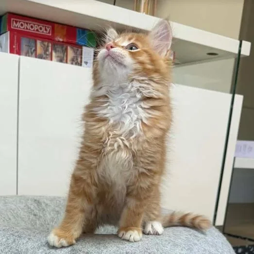 A baby small-sized male Orange / Red Domestic Medium Hair cat named Turmeric for adoption in Sunnyvale, CA