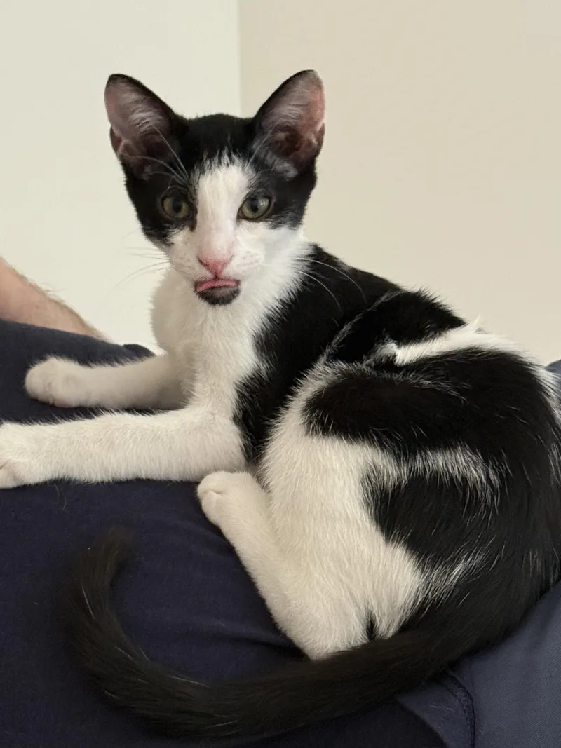 A baby medium-sized male Black & White / Tuxedo Domestic Short Hair cat named THE Robert Plant for adoption in Stow, MA