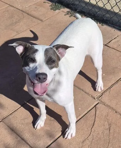 A young medium-sized female Terrier dog named Pippy for adoption in Shreveport, LA
