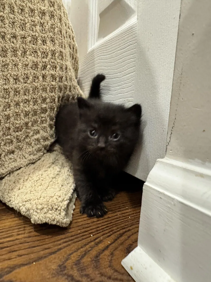 A baby medium-sized female Black Domestic Short Hair cat named Josie for adoption in Washington, DC