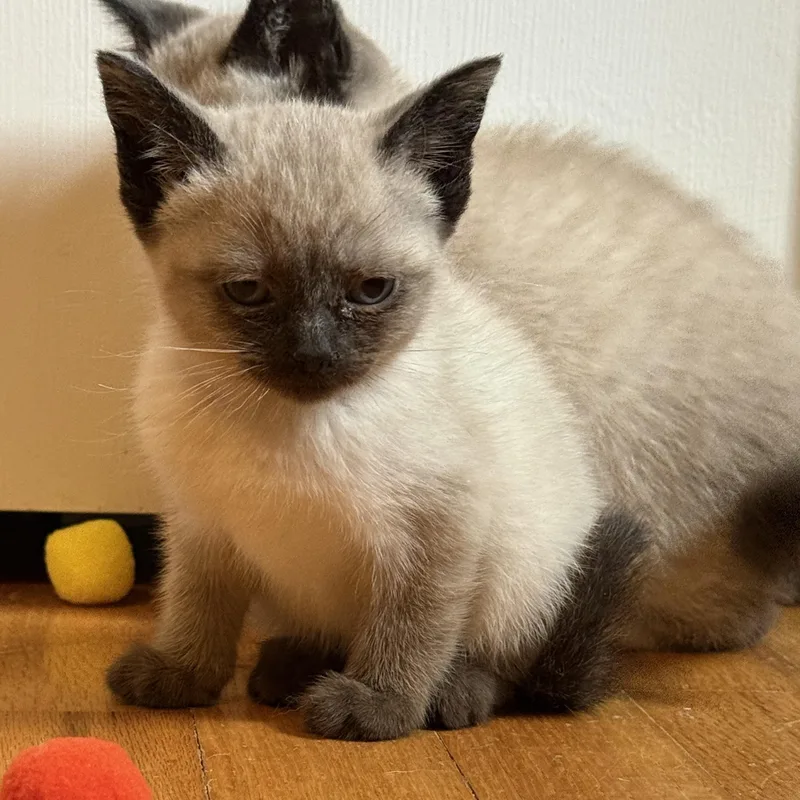 Jane