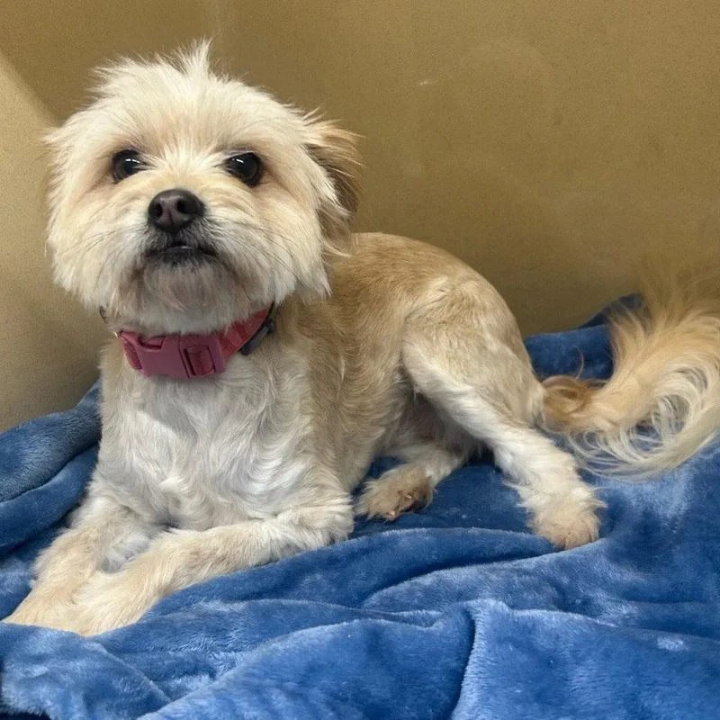 An adult small-sized female Terrier dog named Malibu for adoption in Bloomfield, CT
