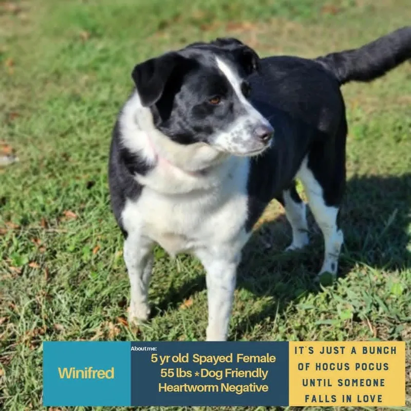 An adult large-sized female Border Collie dog named Winifred for adoption in Holbrook, NY