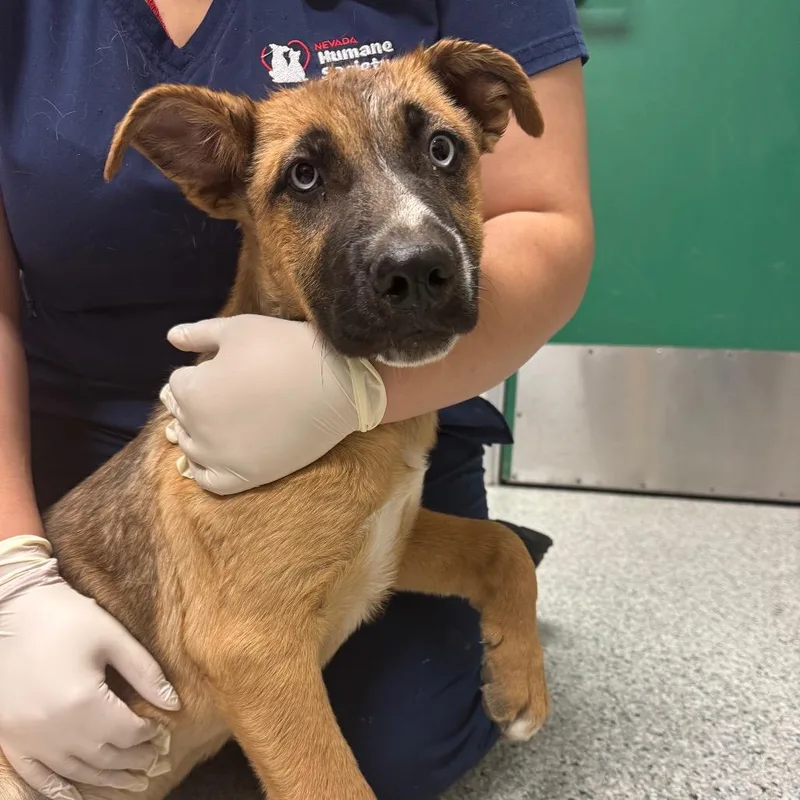 A baby medium-sized male Brown / Chocolate Dutch Shepherd dog named Rio for adoption in Reno, NV