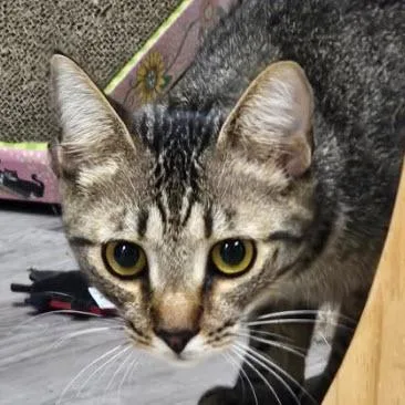 A young medium-sized male Domestic Short Hair cat named Grumble Kershaw for adoption in Hudson, MA
