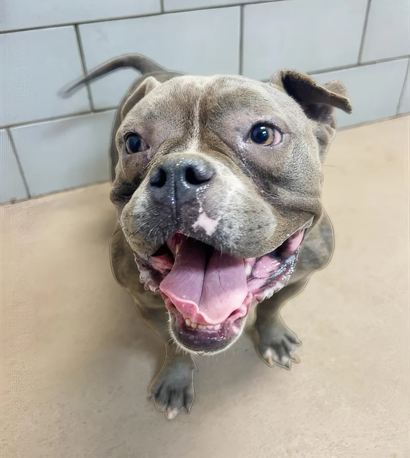 An adult medium-sized male Gray / Blue / Silver Mixed Breed dog named Geodude for adoption in Nashville, TN