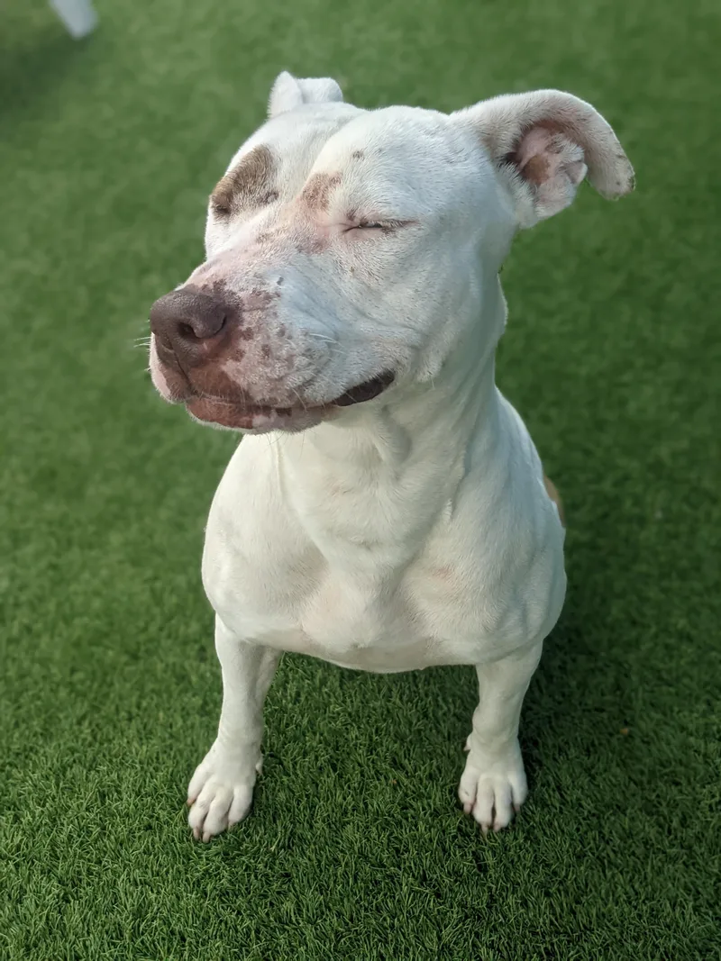 An adult medium-sized female Pit Bull Terrier dog named Precious for adoption in Eagle, ID
