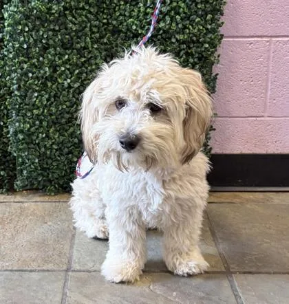 A baby small-sized female White / Cream Mixed Breed dog named 61369810 for adoption in El Paso, TX