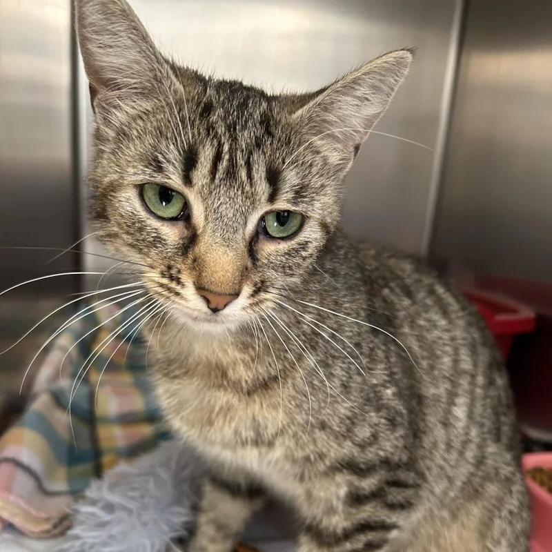 A young medium-sized female Brown / Chocolate Domestic Short Hair cat named Elvira for adoption in Harrisville, WV