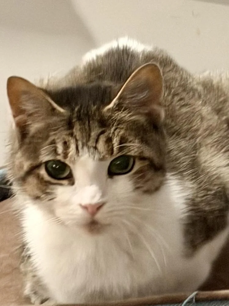 Zuzu