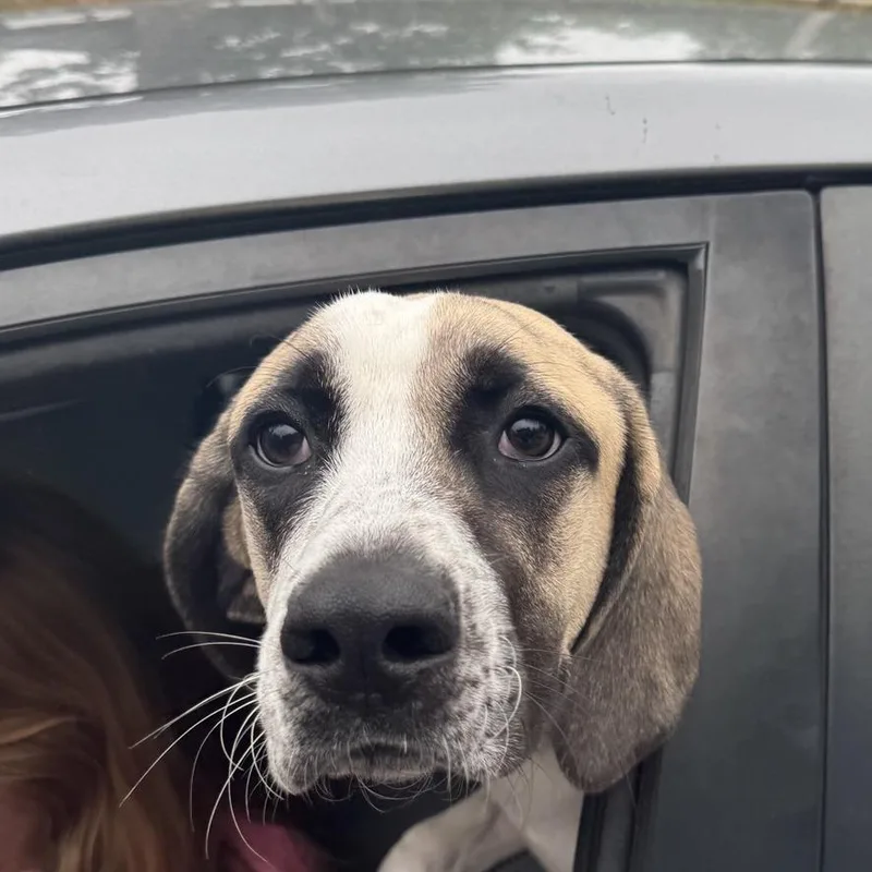 A young large-sized male White / Cream Hound dog named Goofy for adoption in Columbus, NC