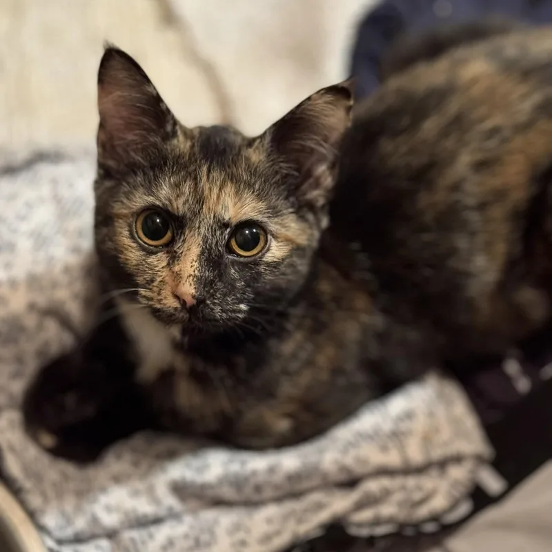 A young small-sized female Tortoiseshell Domestic Short Hair cat named Winnie for adoption in Morgantown, WV