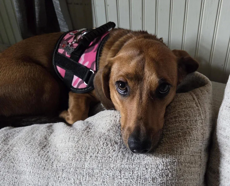 A young small-sized female Dachshund dog named Sadie for adoption in Austin, TX