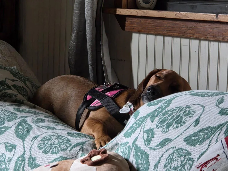 Sadie thumbnail 2