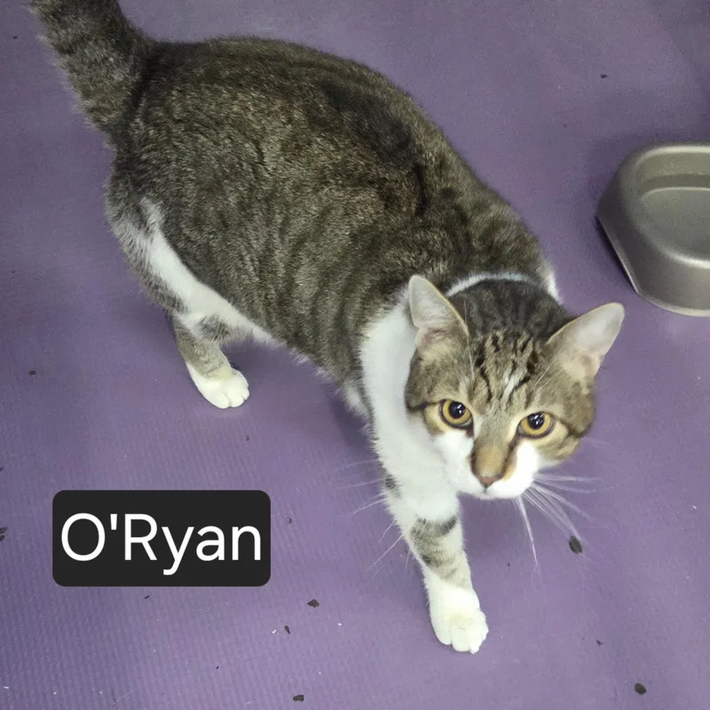 An adult medium-sized male Tabby (Brown / Chocolate) Domestic Short Hair cat named O'ryan for adoption in SNOW HILL, NC