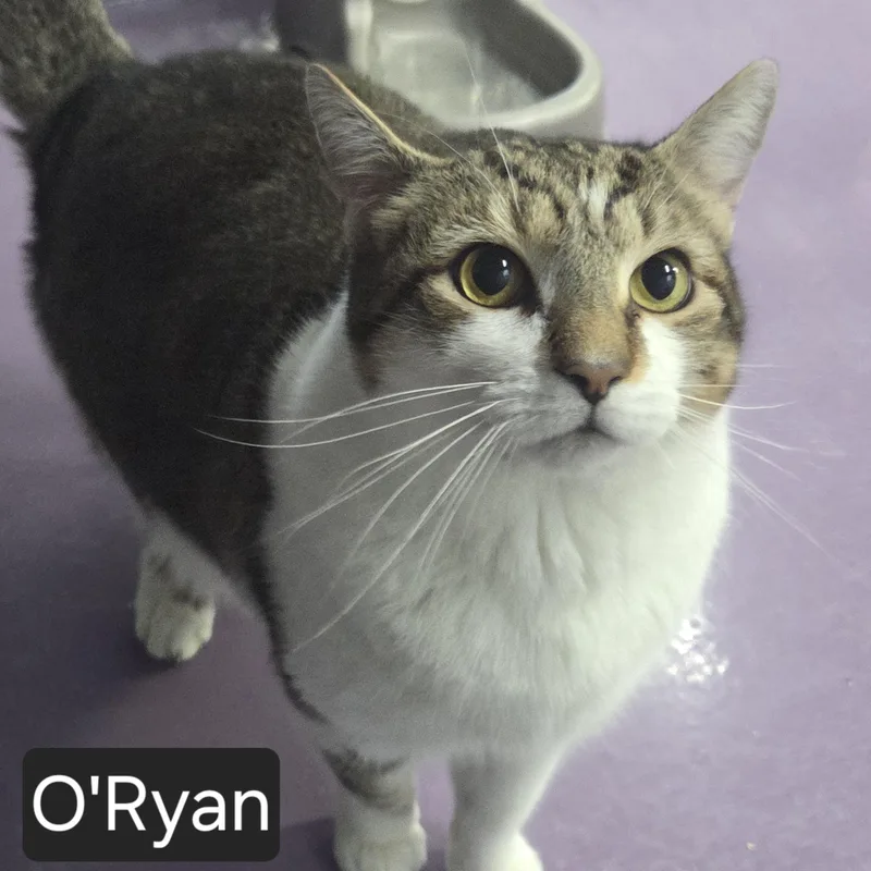 O'ryan thumbnail 2