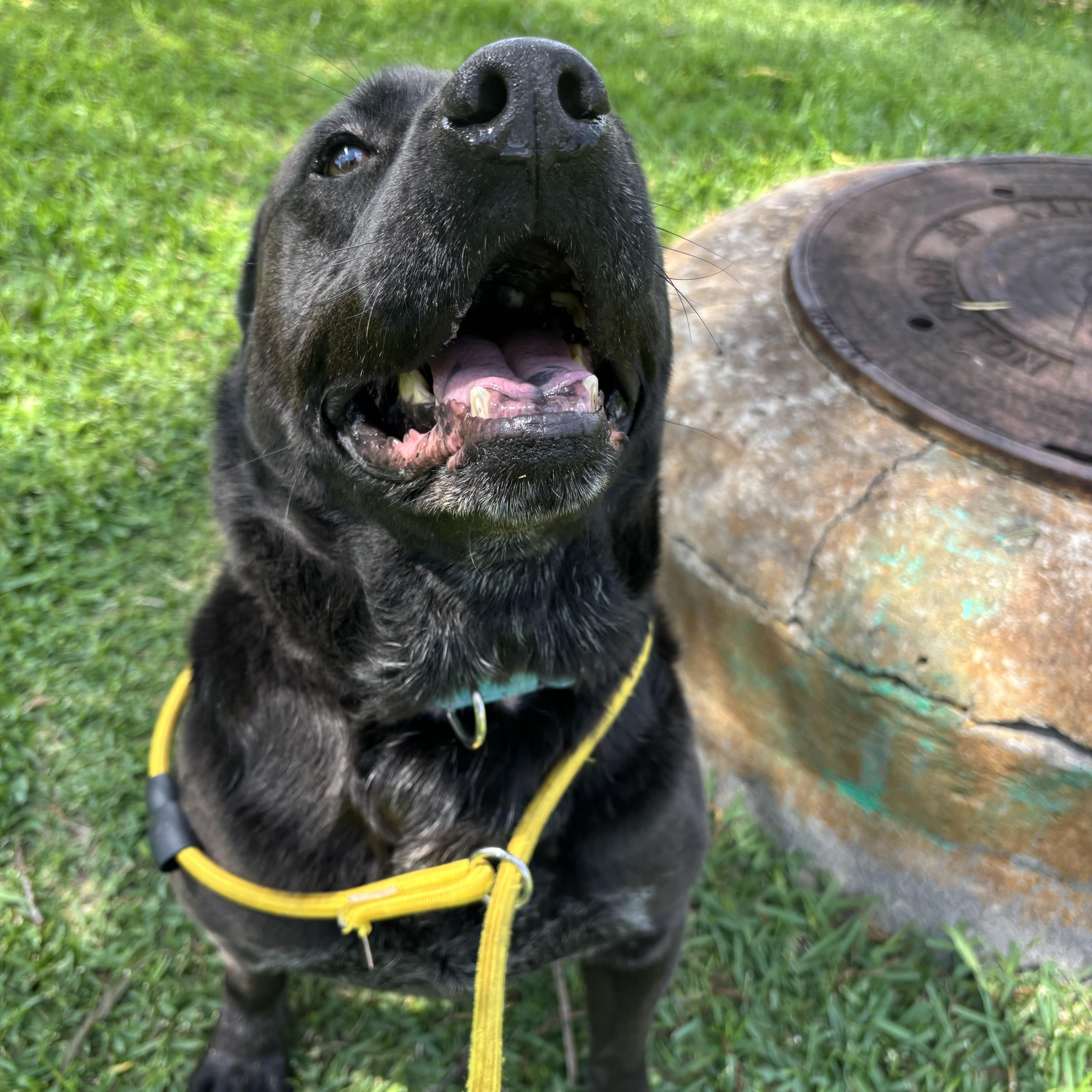 A young medium-sized male Labrador Retriever dog named Landon for adoption in Pearland, TX